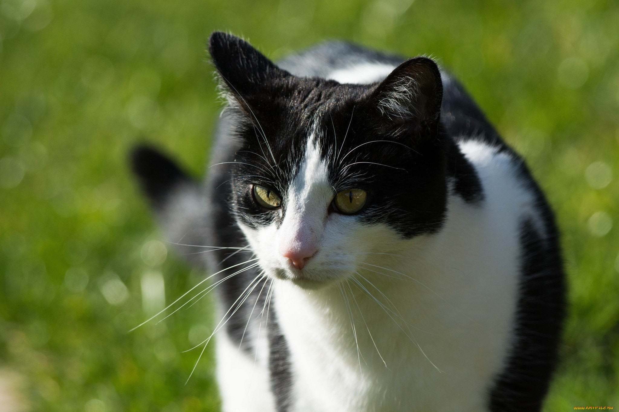 Черно белый кот окрас. Европейская короткошерстная кошка черно-белая. Европейская короткошерстная кошка черная. Европейская короткошерстная кошка чёрно белая. Европейская короткошерстная кошка белая.